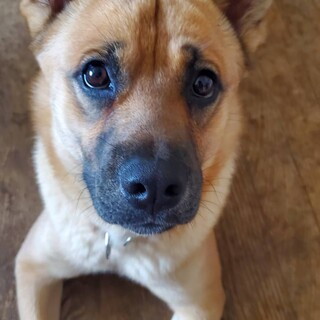 【もへあ】おかげさまで里親様が決定しました！