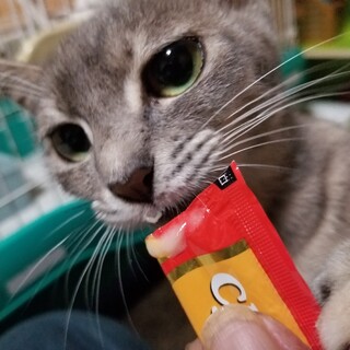 【グレイシー】トライアル決定