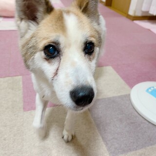 お散歩大好きネネちゃん