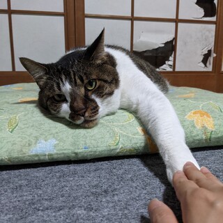 7歳のキジトラ 大人しく甘えるのが下手