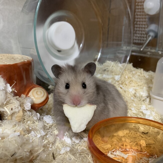 舞耶のカバー写真