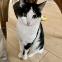 【5/22譲渡会参加予定】美猫なハチワレ♡イーナ