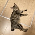 【5/22譲渡会参加予定】甘えん坊キジトラ♡かなお