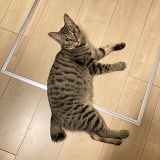 【5/22譲渡会参加予定】甘えん坊キジトラ♡かなお