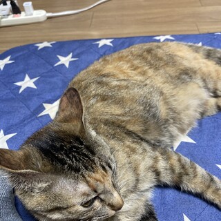 引越しで飼えなくなってしまい仕方なく