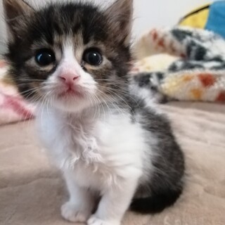 かわいいキジ白♡