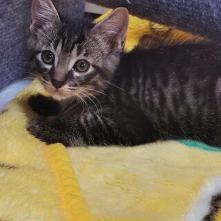 ♥甘えん坊さんで好奇心旺盛なみたらし君♂