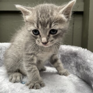 【兄弟猫】グレーちゃん