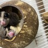 ☆モモンガ 仲良しペア里親募集中☆ サムネイル2