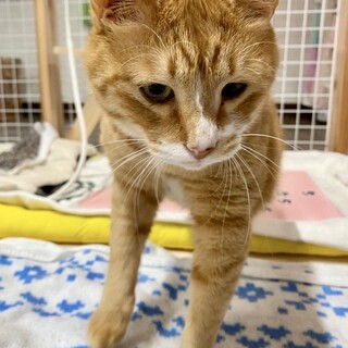 ハンディあり。子供に大人気！スリゴロなるぽん♪