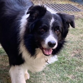 ボーダーコリー♂10歳　ガーディ