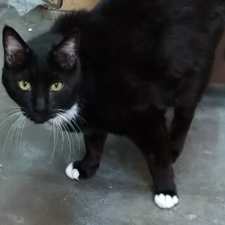 黒白のダンディな男の子