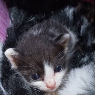 ありがとうございました★黒白ミーシャちゃん