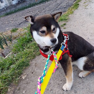 大人しい黒柴女の子