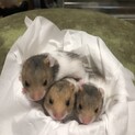 パンダハムスターの子ども