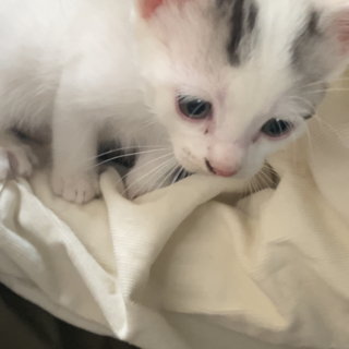 仔猫4匹の兄妹　一時募集中断します。