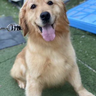 ♥プラダ♥無邪気で甘えん坊なゴールデンの女の子