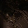 もも