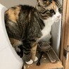 みかん