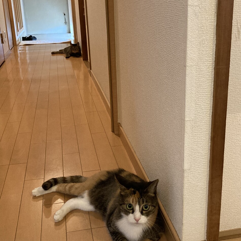 みかんのカバー写真