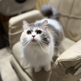 美人なミヌエット⭐︎足長