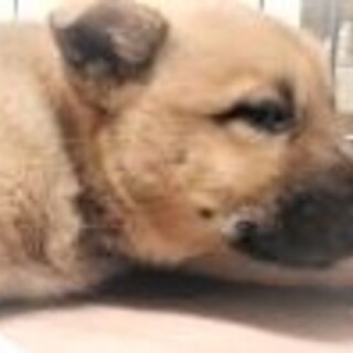 103◆可愛い子犬◆家族に迎えませんか？
