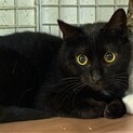 綺麗な黒猫の女の子