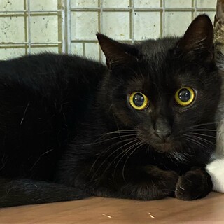 綺麗な黒猫の女の子