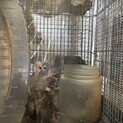 デグーちゃんの里親募集