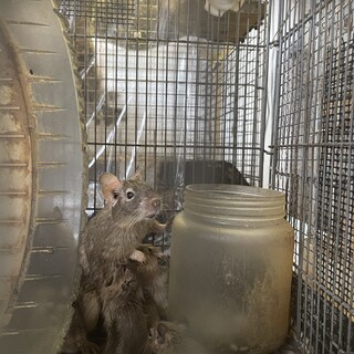 デグーちゃんの里親募集