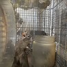 デグーちゃんの里親募集 サムネイル2