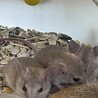 ちゃもちゃ さん