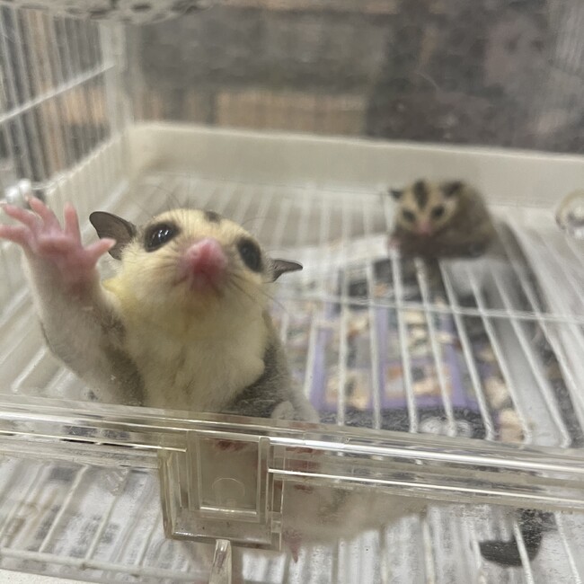 ちゃもちゃのカバー写真