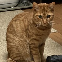 ピーヤ