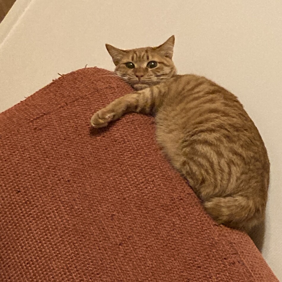 ピーヤのカバー写真