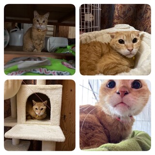 茶トラの男の子