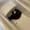カワックの後のバスタブが大好きです