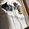 面倒見の良いお兄ちゃんになりました