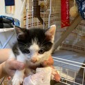 ほわほわ白さん