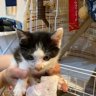 ほわほわ白さん