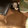テーブルの下で爆睡