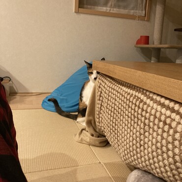 家政婦のように覗くクルリ