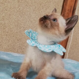 佐保川カントリーにゃん兄妹