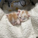 2匹一緒に引き取ってくれる方大歓迎