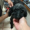 繁殖屋から保護した トイプードル♀