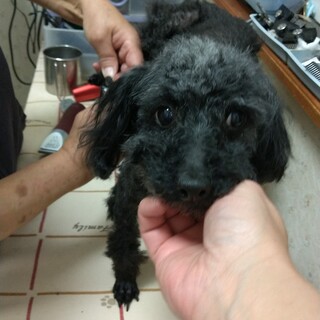 繁殖屋から保護した トイプードル♀