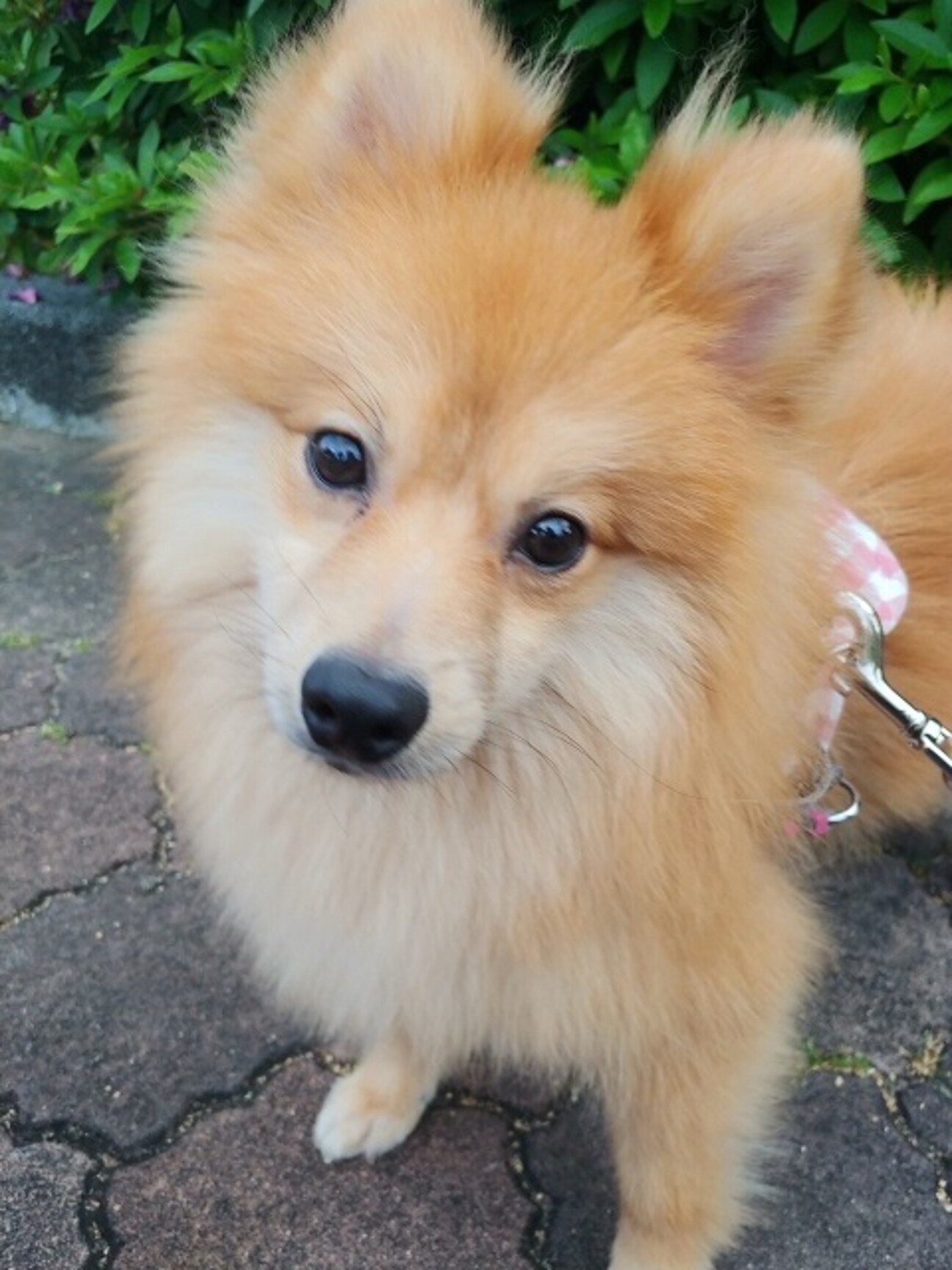 オーダー受付　ポメラニアン　ご予約ページ　8/9 注文制作】タフティングうちの子キーホルダー 作品集 ポメラニアン No,1