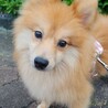 ポメラニアン　9ヶ月　アークくん サムネイル1