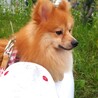 ポメラニアン　9ヶ月　アークくん サムネイル2