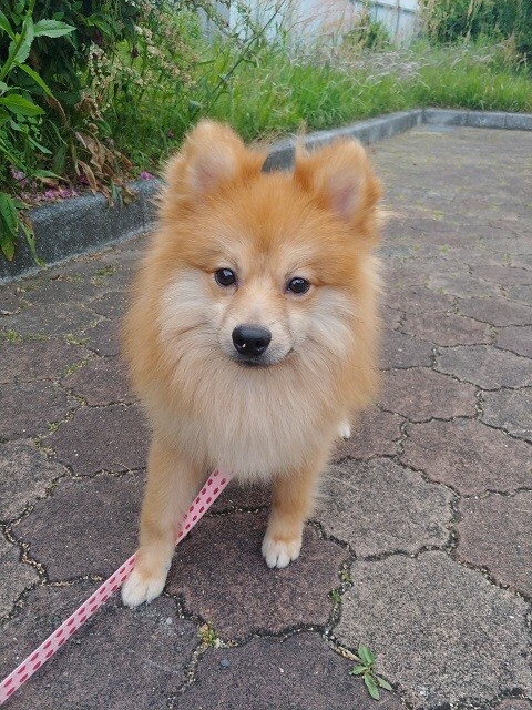 ポメラニアン　9ヶ月　アークくん サムネイル3